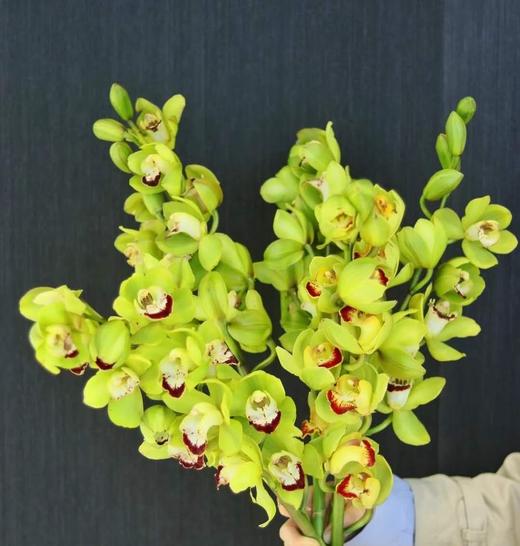 配花-大花蕙兰-绿色 商品图0