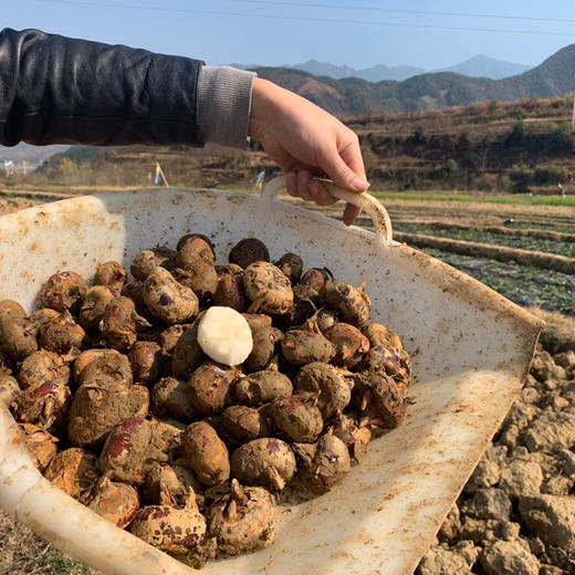 『广西荔浦旱地马蹄』脆甜多汁 爽口化渣 商品图6