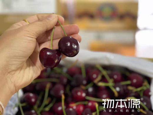 来自世界尽头的鲜美-塔斯马尼亚车厘子 4斤原盒装 商品图0