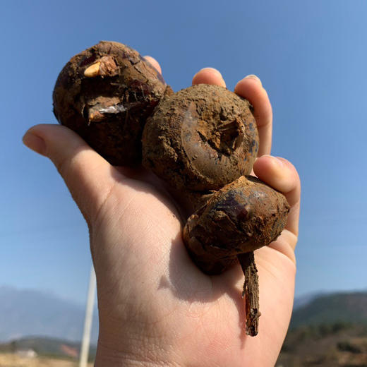 『广西荔浦旱地马蹄』脆甜多汁 爽口化渣 商品图2