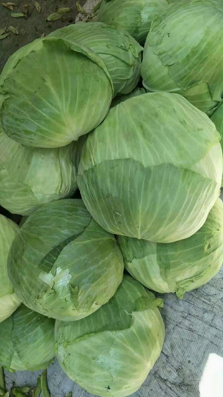 精品包装平包菜约600g