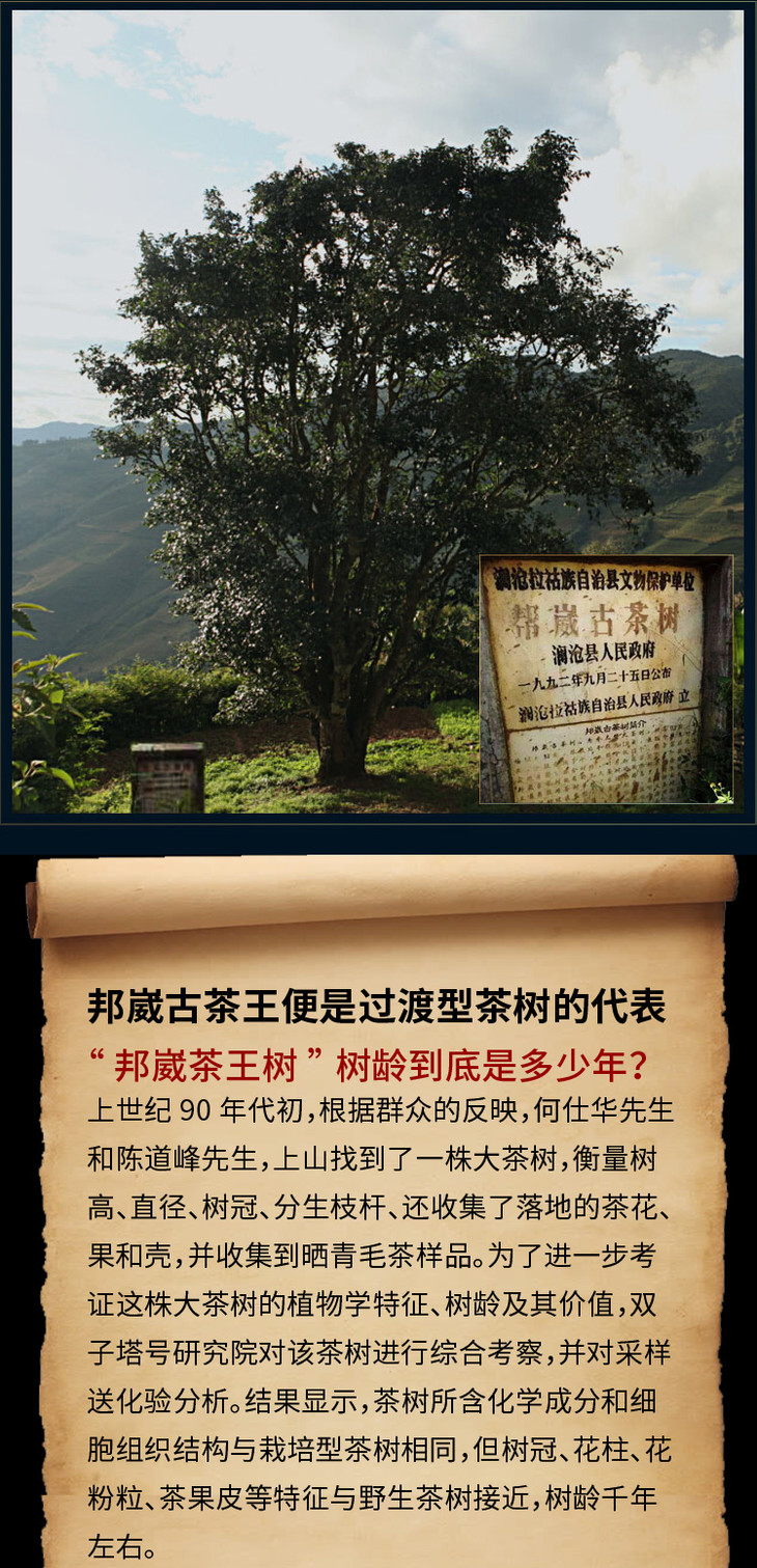 双子塔号古茶】年终福利 2020年头春普洱生茶邦崴千年古树纯料 陈道峰