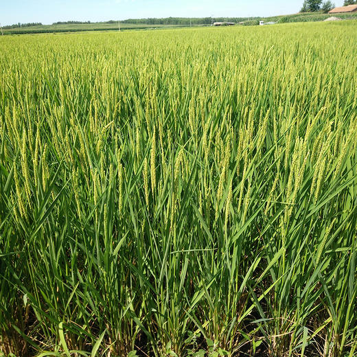 【正宗五常大米 稻花香2号】精挑细选，品质至上，米香浓郁，回味无穷，现磨现发货！ 商品图2