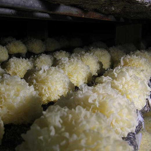 古江【无公害鲜银耳】  清香怡人  朵大鲜嫩  软糯清甜  香滑爽口 胶质丰富  新鲜采摘 ！【顺丰发货】 商品图4