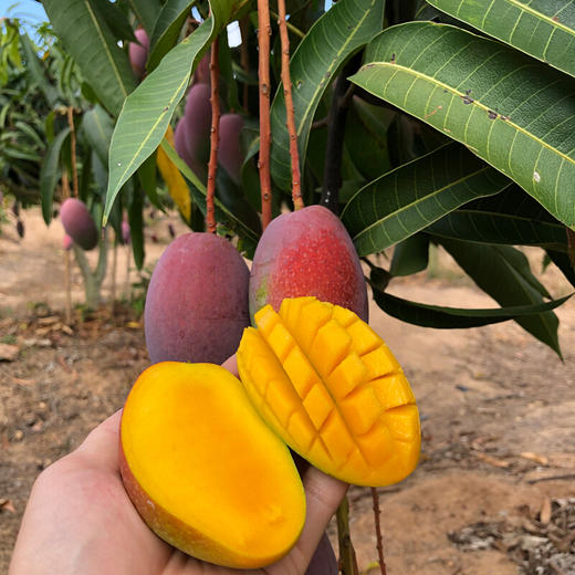 海南空运贵妃芒果  树上熟芒果  家庭装5斤 商品图3
