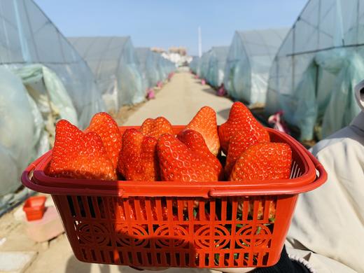 新鲜采摘卧龙草莓2斤装（每周二、周四送货） 商品图2