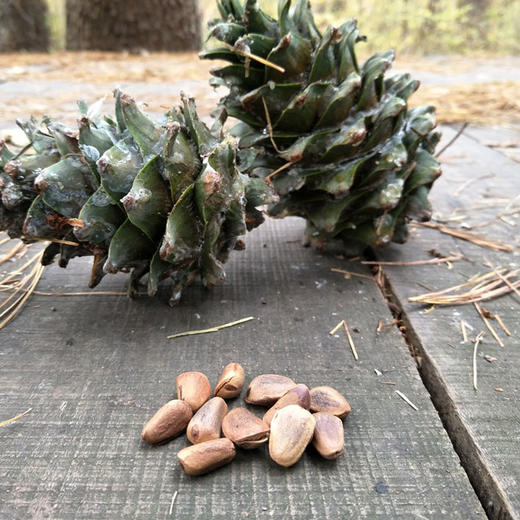 长白山【红松子】原味醇香特大粒松籽 野生自然开口 优质饱满 满口醇香 不油腻 非油炸更健康！ 商品图4