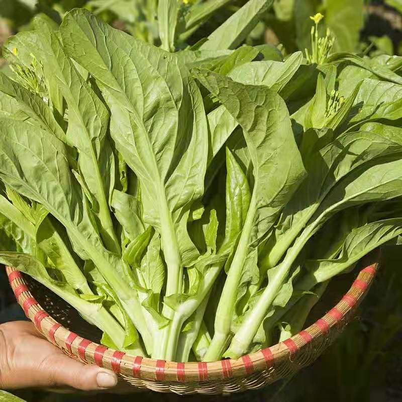 精品包装小白菜350g