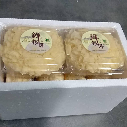 古江【无公害鲜银耳】  清香怡人  朵大鲜嫩  软糯清甜  香滑爽口 胶质丰富  新鲜采摘 ！【顺丰发货】 商品图7