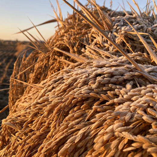 【正宗五常大米 稻花香2号】精挑细选，品质至上，米香浓郁，回味无穷，现磨现发货！ 商品图5