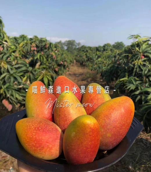 树上完熟【三亚贵妃芒】（超甜香浓，核薄如纸） 商品图10
