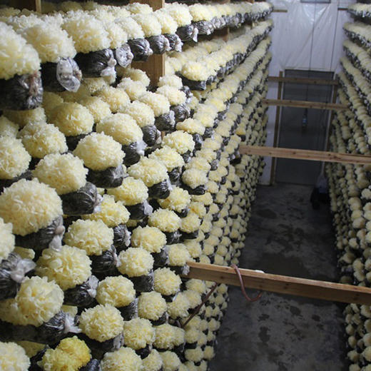 古江【无公害鲜银耳】  清香怡人  朵大鲜嫩  软糯清甜  香滑爽口 胶质丰富  新鲜采摘 ！【顺丰发货】 商品图5