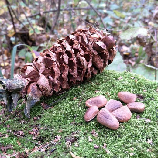 长白山【红松子】原味醇香特大粒松籽 野生自然开口 优质饱满 满口醇香 不油腻 非油炸更健康！ 商品图7