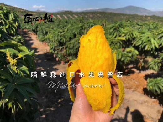 树上完熟【三亚贵妃芒】（超甜香浓，核薄如纸） 商品图14