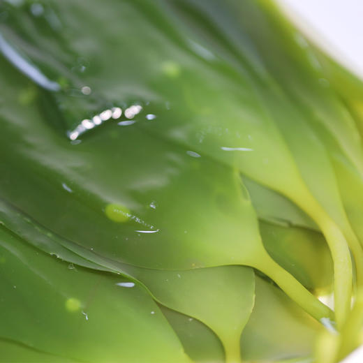 福建【霞浦海带嫩苗】鲜嫩爽口 营养丰富 火锅伴侣，清爽凉拌，滋补炖汤，美味不停！ 商品图5