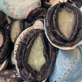 新西兰蓝鲍鱼顺丰快递运费到付