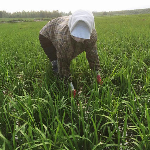 【正宗五常大米 稻花香2号】精挑细选，品质至上，米香浓郁，回味无穷，现磨现发货！ 商品图3