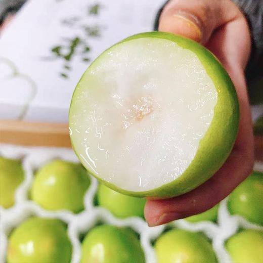 【白玉脆枣】台湾牛奶枣 20枚装 净重约3.5斤 商品图6