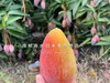 树上完熟【三亚贵妃芒】（超甜香浓，核薄如纸） 商品缩略图9
