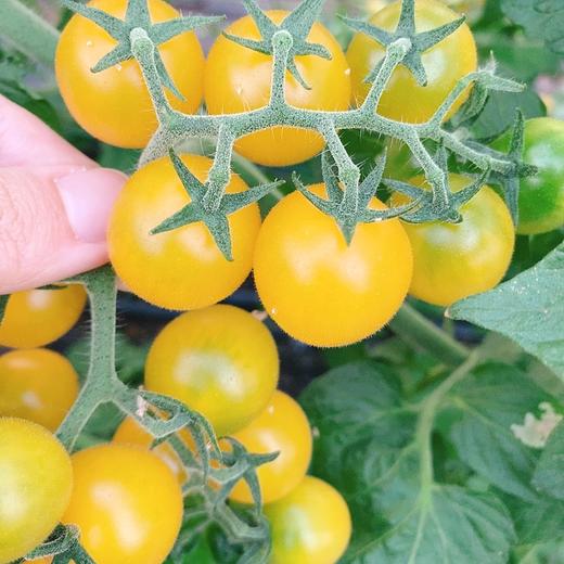 【夏日阳光小番茄 500g*3盒】| 酸甜可口,皮薄多汁,每一口都是汁水