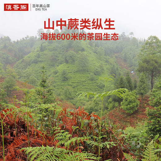 50克 祁门红茶红毛峰 岭上高山 馥郁花果香 核心产区 祁门香显著 商品图10