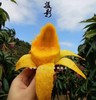 树上完熟【三亚贵妃芒】（超甜香浓，核薄如纸） 商品缩略图13