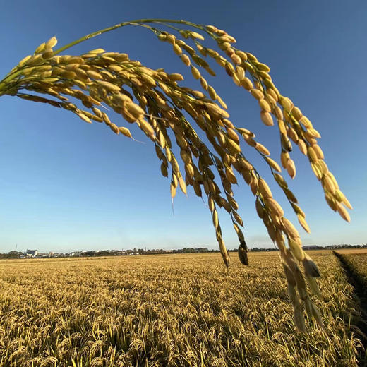 【正宗五常大米 稻花香2号】精挑细选，品质至上，米香浓郁，回味无穷，现磨现发货！ 商品图4
