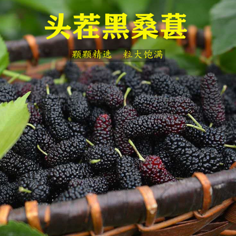 头茬黑桑葚干、颗颗精选、粒大饱满
