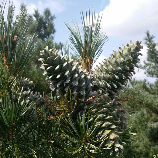 长白山【红松子】原味醇香特大粒松籽 野生自然开口 优质饱满 满口醇香 不油腻 非油炸更健康！ 商品图5