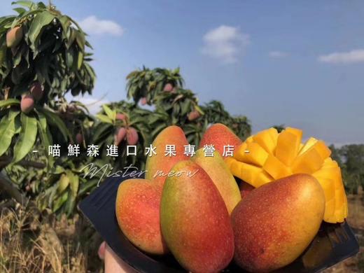 树上完熟【三亚贵妃芒】（超甜香浓，核薄如纸） 商品图11