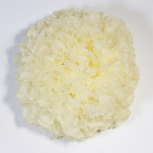 古江【无公害鲜银耳】  清香怡人  朵大鲜嫩  软糯清甜  香滑爽口 胶质丰富  新鲜采摘 ！【顺丰发货】 商品图2