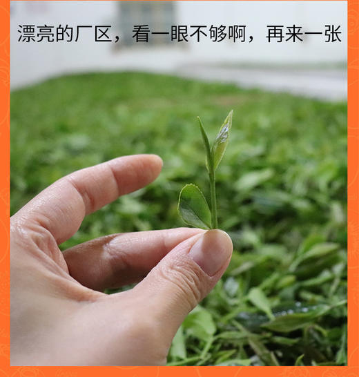 50克 祁门红茶红毛峰 岭上高山 馥郁花果香 核心产区 祁门香显著 商品图11