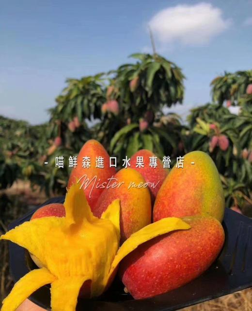 树上完熟【三亚贵妃芒】（超甜香浓，核薄如纸） 商品图12