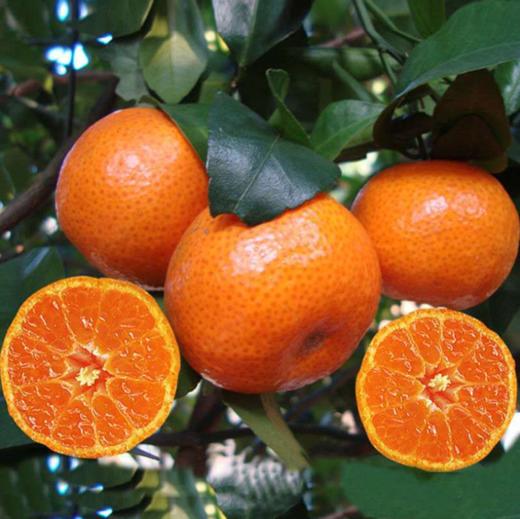 广西砂糖橘，口感甜蜜、细嫩化渣！一口气可以吃十几个都不过瘾！ 商品图0