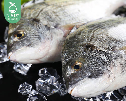 本港海捕冰鲜黑翅鱼（杀好）/1份（2-4条，共400-450g） 商品图2