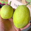 【大大的香梨】新疆库尔勒香梨 酥脆好吃，水分足，清喉润肺，当季最具性价比的好梨子！ 商品缩略图6