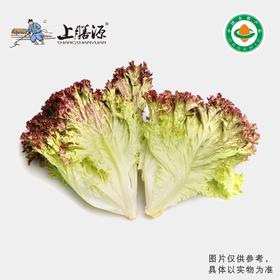 上膳源有机紫叶生菜