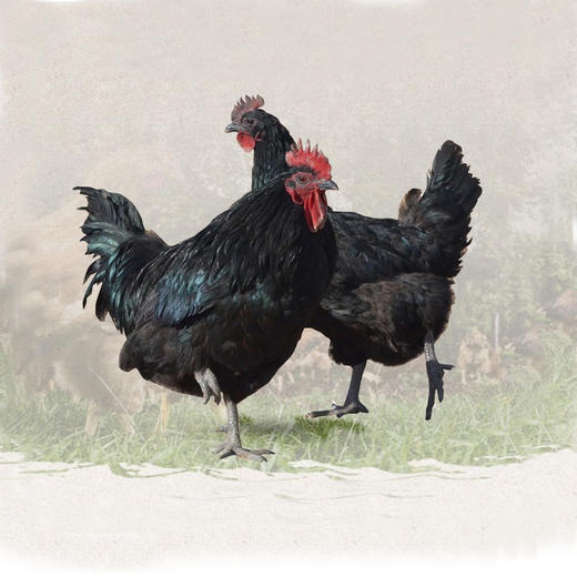 新疆昆仑尼雅黑鸡1kg120天龄（江浙沪皖包邮）2月8日起停发 商品图0