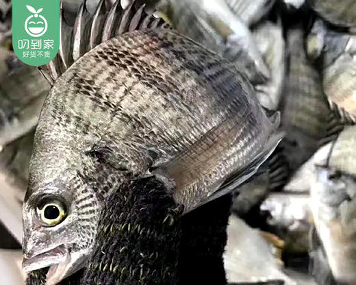 本港海捕冰鲜黑翅鱼（杀好）/1份（2-4条，共400-450g） 商品图4