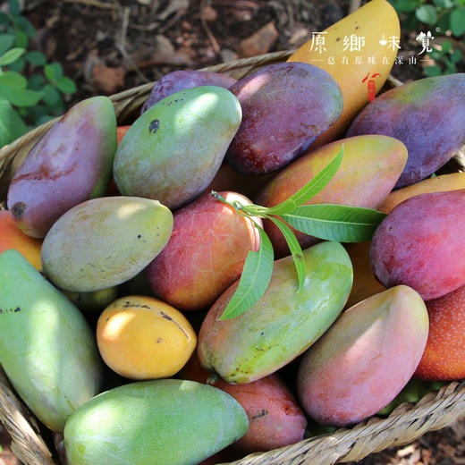 不芒有机芒果干（成都仓库-顺丰快递） | 100g/袋，来自云南华坪，生产者：庄代康【合作生产，公平贸易】 商品图5