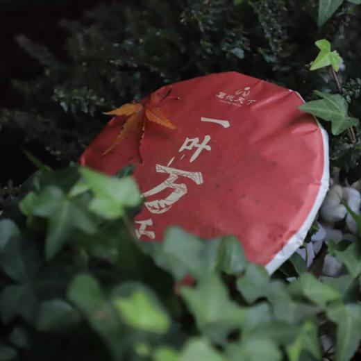 一叶万千·2015年野放老白茶 商品图0