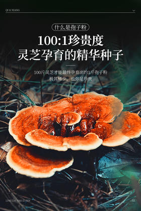 灵芝孢子粉就是将灵芝磨成粉？