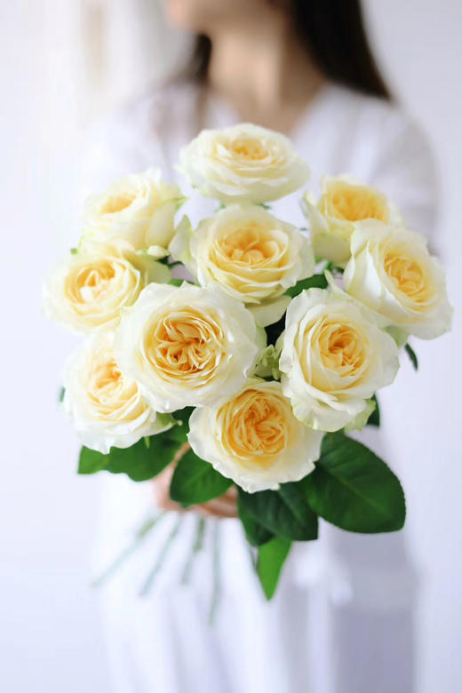 奶油杯玫瑰【但愿日子清透，抬头遇见都是柔情】简小姐精选 稀有新品温柔A级奥斯汀玫瑰 奶油杯10枝 2束包邮 下单7天内发货 商品图2