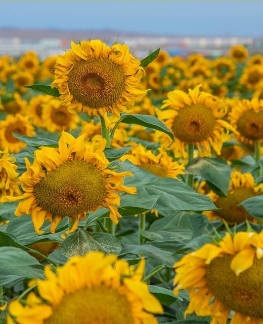 三胖蛋 原味瓜子 内蒙古特产 大葵花籽 休闲零食坚果炒货 商品图5