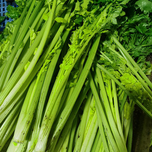 马家沟芹菜 有机 中心产区 正宗 地标 好吃源于传统 |百里食 商品图0