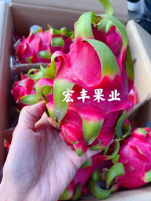 宏丰精选 越南红心火龙果 口感不错 火龙果怕热 一定及时放冰箱哦  活动价9.9元一斤 商品图1