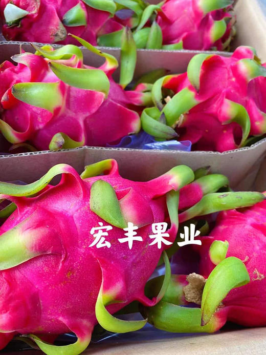 宏丰精选 越南红心火龙果 口感不错 火龙果怕热 一定及时放冰箱哦  活动价9.9元一斤 商品图2