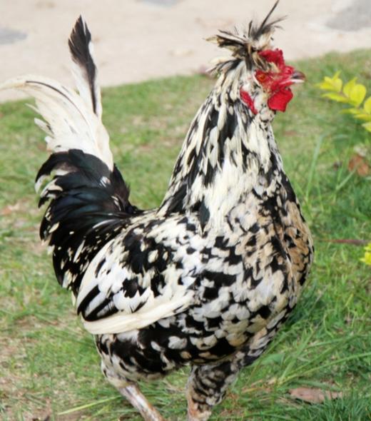 象形果园散养贵妃鸡2.8斤 商品图1