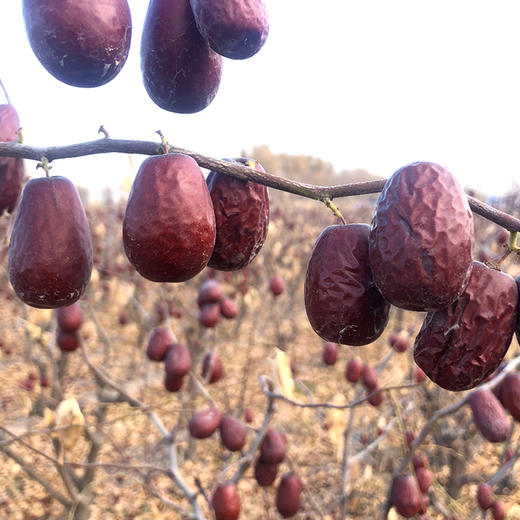 和田【特级大枣】个大皮薄核小、肉质厚实、咬起来有嚼劲甜度高、煲汤、熬粥、泡茶、直接吃 商品图4