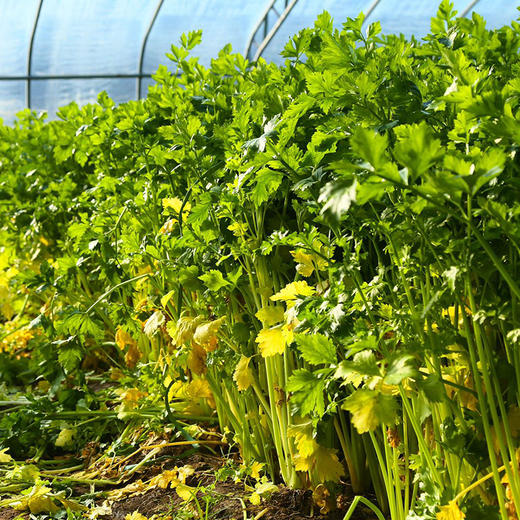 马家沟芹菜 有机 中心产区 正宗 地标 好吃源于传统 |百里食 商品图8